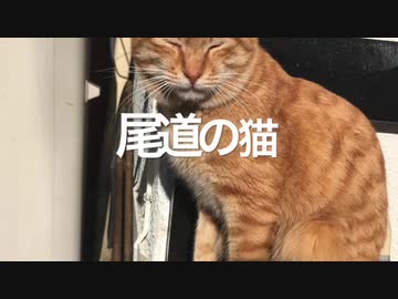 尾道と佐栁島の猫さんのフォルダが火を吹くぜ
