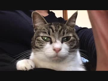 新玉旅館の猫さんのフォルダが火を吹くぜ！