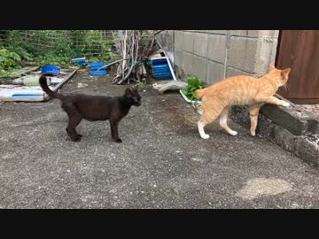 加唐島の猫さんのフォルダが火を吹くぜ