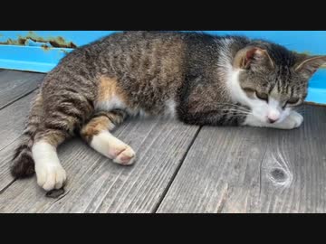 青島の猫さんのフォルダが火を吹くぜ