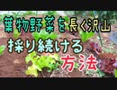 葉物野菜を長い間 沢山採り続ける方法