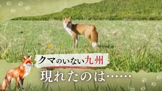 「クマじゃなくてよかったけど……」福岡市内でキツネ目撃　鳴き声は「ワン！」　かわいくても寄生虫などに注意