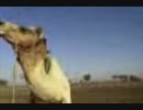 【新発見】camel_singing ディレクターズ・カット