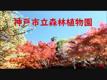 神戸市立森林植物園(秋紅葉)