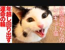 多頭崩壊からのレスキュー猫、廻り出す運命の輪