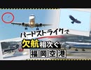 「大惨事招きかねない」福岡空港で相次ぐバードストライク　対策はある？