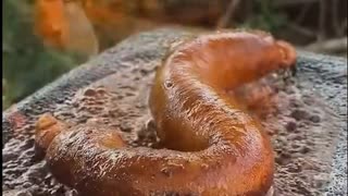 ホモと見る世界一うまいらしいウナギ料理