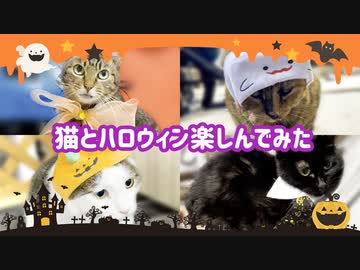 猫とハロウィン楽しんでみた