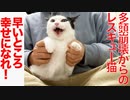 13匹の預かり猫、すべて生き延びて輝いた年