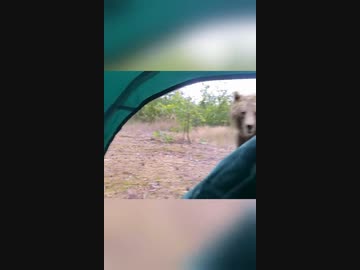 ホモと見るテントの前で待ち構えるクマ