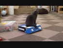 【疑似m@s】Nyanko Boxの開き方