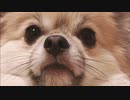 ンチンチなンビンビでンギンギ／我孫子ルルル (Prod. 808dollar)