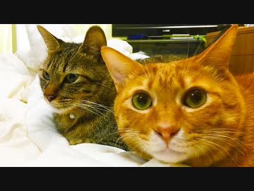 元野良の三男坊猫、亡き兄の場所に座る