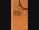 ゴキブリを撃退するだけの動画