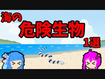 【VOICEROID解説】ゆかり先輩と見る危険生物【海編⑥】