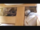 やる気のない格好で猫パンチを繰り出すネコチャン