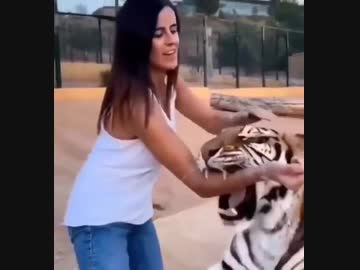 ホモと見るトラの甘噛み