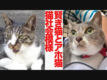 賢き猫とアホ猫、野良猫社会で共存する