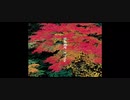 花鳥風月 (Ryoji Relax)　＃リクエスト　切り抜き by MINTRA