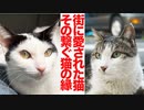 街に愛された猫、その最期の時と繋がれる縁