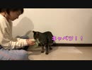 【今日のひとコマ】キャベツを食べる猫□キャベツをシェア✨