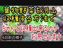 葉物野菜を沢山収穫する方法でちゃんと収穫出来たのか、お見せします