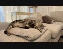 【贅肉ちゃん】ごま時々飼い主【猫観察部屋】。2023年10月27日