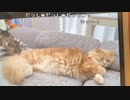 【贅肉ちゃん】ころも君動物病院に預けたぞ！帰り道。2023年10月25日