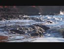 "River Seen"は、穏やかな美しさの場所であり、自然の驚異が生き生きと現れる場所です