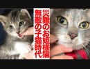 緊急預かりのお姫様猫、無敵の子猫時代