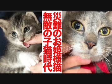 緊急預かりのお姫様猫、無敵の子猫時代