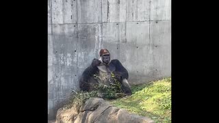 ゴリラの咀嚼音