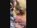 【 #フクロモモンガ 】ご報告！一旦腫瘍治療終了！ #おはモモンガ #モモンガ  #shorts #sugerglider #animal #pet #ペット #動物 #小動物 #ムササビ