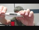 【コメント無】ニンポー 2023年11月07日23時43分 眠れんくなったからつきあって【ニコ生録画】