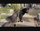 あずにゃんぽ・猫の散歩・20231107