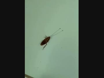 ホモと見る2匹の蟻に引き摺られるゴキブリ