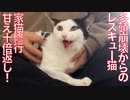 多頭崩壊からの保護猫、1のケアに10の甘えを要求する