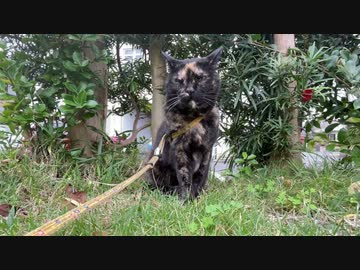 あずにゃんぽ・猫の散歩・20231109