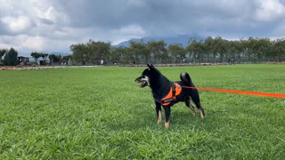 【旅する豆柴】富士山が見える山梨県山中湖近辺で犬連れ可能なおすすめ観光スポットを巡ってみた!!前編（花の都公園編） - 子犬みたいな柴犬との旅行