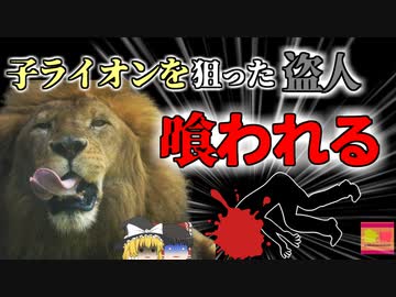 【2023年】男「子供は高く売れるから盗んだろ」→親ライオンの返り討ちにあり顔を喰われる　動物園ホワイトライオン襲撃事故【ゆっくり解説】