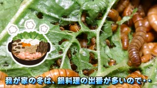 ミルワームに白菜の外葉を処理してもらったのでございます。