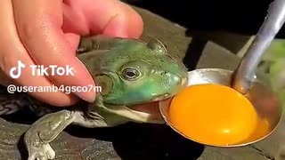 ホモと見るカエルに卵をブチ込んで煮込む料理