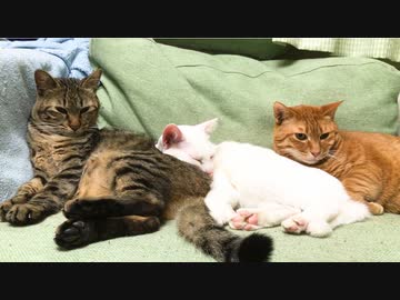 次男坊猫他界後1ヶ月、のこされた家族猫たち