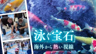 「ビューティフル！」“泳ぐ宝石”ニシキゴイに円安で海外から熱い視線　トップクラスは２００万円超？