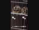 【 #フクロモモンガ 】食事・餌の時刻が待ち遠しいの！ #おはモモンガ #モモンガ  #shorts #sugerglider #animal #pet #ペット #動物 #小動物 #ムササビ