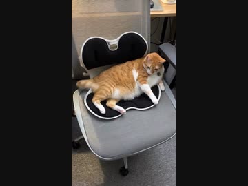 ホモと見るネコキック