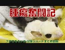 【 #フクロモモンガ 】腫瘍奮闘記！ショートまとめ動画！ #おはモモンガ #モモンガ  #sugerglider #animal #pet #ペット #動物 #小動物 #ムササビ