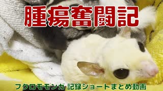 【 #フクロモモンガ 】腫瘍奮闘記！ショートまとめ動画！ #おはモモンガ #モモンガ  #sugerglider #animal #pet #ペット #動物 #小動物 #ムササビ