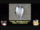 【ゆっくり茶番】無名チャンネルであればどんなに不謹慎な内容でも炎上しない説