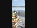 モンスターハンターNOW トビカガチ　★3